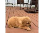 Golden Retriever Puppy for sale in Lawndale, NC, USA