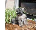 Schnauzer (Miniature) Puppy for sale in Abbeville, SC, USA