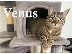 Venus, Tabby For Adoption In Sherman Oaks, California
