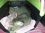 Fostok, Egyptian Mau For Adoption In Manchester, New Hampshire