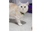 Dunya, Persian For Adoption In Manchester, New Hampshire