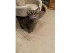 Little One, Domestic Shorthair For Adoption In St. Augustine, Florida