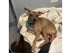 Rosie, Terrier (unknown Type, Medium) For Adoption In Plainfield, Illinois