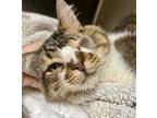 Fluffy, Domestic Shorthair For Adoption In Oakland, California
