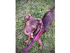 Peanut 2024, American Staffordshire Terrier For Adoption In Wenonah, New Jersey