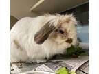 Maury, Lop, Holland For Adoption In Houston, Texas