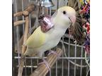 Buddy, Lovebird For Adoption In Elizabeth, Colorado