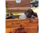 German Shorthaired Pointer Puppy for sale in Rosie, AR, USA