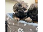 Shih Tzu Puppy for sale in Bakersfield, CA, USA