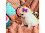 Pomeranian Puppy for sale in Chattanooga, TN, USA