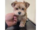 Mutt Puppy for sale in Savannah, TN, USA