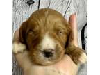 Cavapoo Puppy for sale in Saint Simons Island, GA, USA