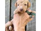 Mutt Puppy for sale in Nashville, TN, USA