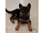 German Shepherd Dog Puppy for sale in Cortland, NY, USA