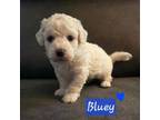 Bichon Frise Puppy for sale in Soddy Daisy, TN, USA