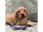 Shepadoodle Puppy for sale in Oshkosh, WI, USA
