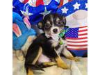 Chihuahua Puppy for sale in Annapolis, MD, USA