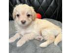 Maltipoo Puppy for sale in Henderson, NV, USA