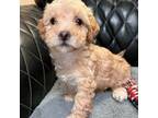 Maltipoo Puppy for sale in Henderson, NV, USA