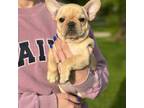 French Bulldog Puppy for sale in Sheboygan Falls, WI, USA