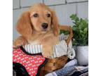 Dachshund Puppy for sale in Ligonier, IN, USA