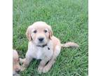 Golden Retriever Puppy for sale in Dillon, SC, USA