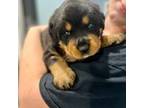 Rottweiler Puppy for sale in Elizabeth City, NC, USA