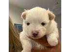Pomeranian Puppy for sale in Largo, FL, USA