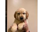 Golden Retriever Puppy for sale in Damascus, MD, USA