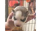 Siberian Husky Puppy for sale in Edinburg, PA, USA