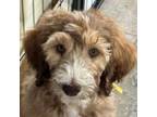 Aussiedoodle Puppy for sale in Decatur, IL, USA