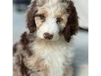 Aussiedoodle Puppy for sale in Decatur, IL, USA