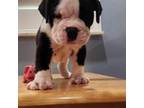 Alapaha Blue Blood Bulldog Puppy for sale in Fort Lauderdale, FL, USA