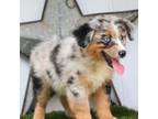 Australian Shepherd Puppy for sale in Weatherford, TX, USA