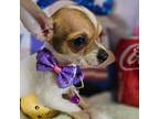 Chihuahua Puppy for sale in Annapolis, MD, USA