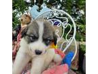 Great Pyrenees Puppy for sale in Huntsville, IL, USA