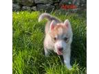 Siberian Husky Puppy for sale in Upton, MA, USA