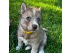 Siberian Husky Puppy for sale in Upton, MA, USA