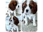 Cavalier King Charles Spaniel Puppy for sale in Marina Del Rey, CA, USA
