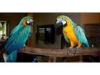 Blue & Gold Macaw Parrots For Sale