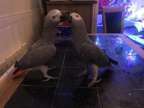 Extremely Stunning African Greys For Sale