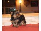 Yorkie Pups Ready For Sale