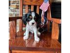 Cavalier King Charles Spaniel Puppy for sale in Pulaski, WI, USA