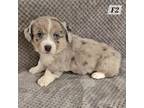 Cardigan Welsh Corgi Puppy for sale in Wapato, WA, USA