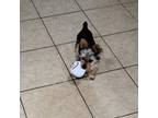 Yorkshire Terrier Puppy for sale in Banning, CA, USA