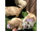 Maltipoo Puppy for sale in Buckeye, AZ, USA
