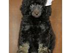 Poodle (Toy) Puppy for sale in Vinita, OK, USA