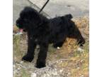 Mini Whoodle (Wheaten Terrier/Miniature Poodle) Puppy for sale in Miami, FL, USA