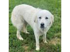 Adopt Lily a Great Pyrenees