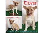 Adopt Clover a Mixed Breed